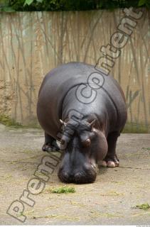 Hippo 0015
